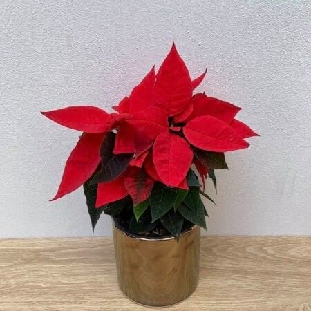 Festive Potted Pointsettia