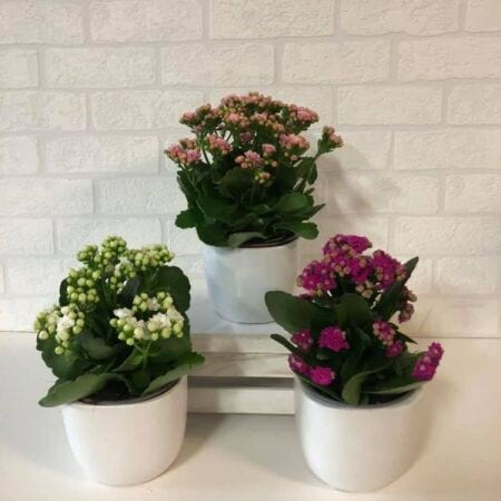 Kalanchoe Potted Plant